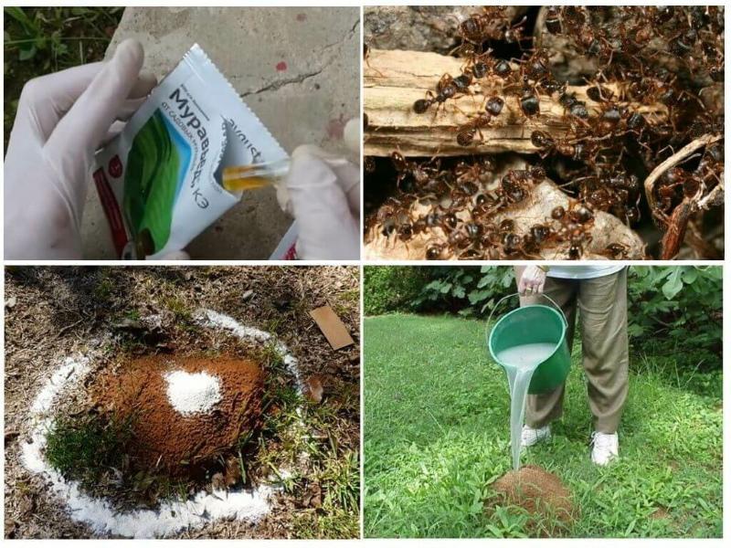 Wie man Ameisen im Garten loswird