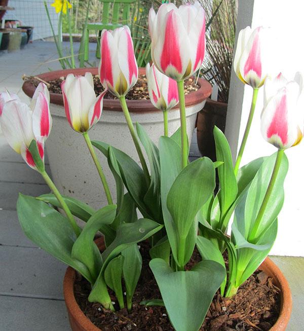 tulipány vykvetly do 8. března