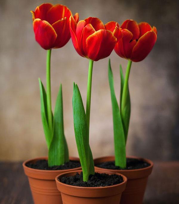 nutit tulipány v květináčích