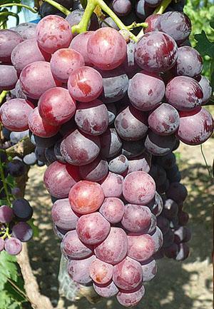 العنب الكاردينال أزوس