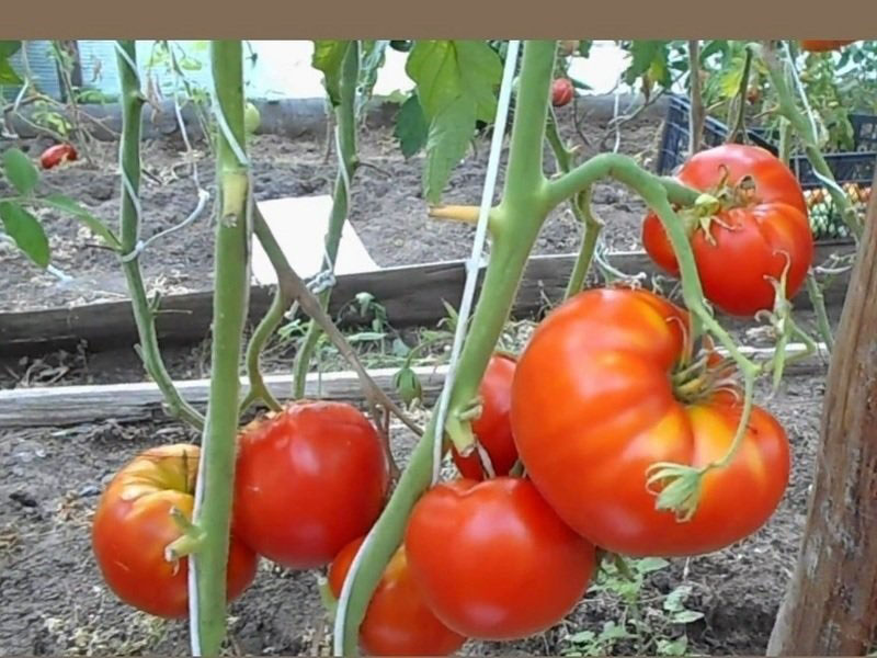 Pflege für Tomaten Kardinal