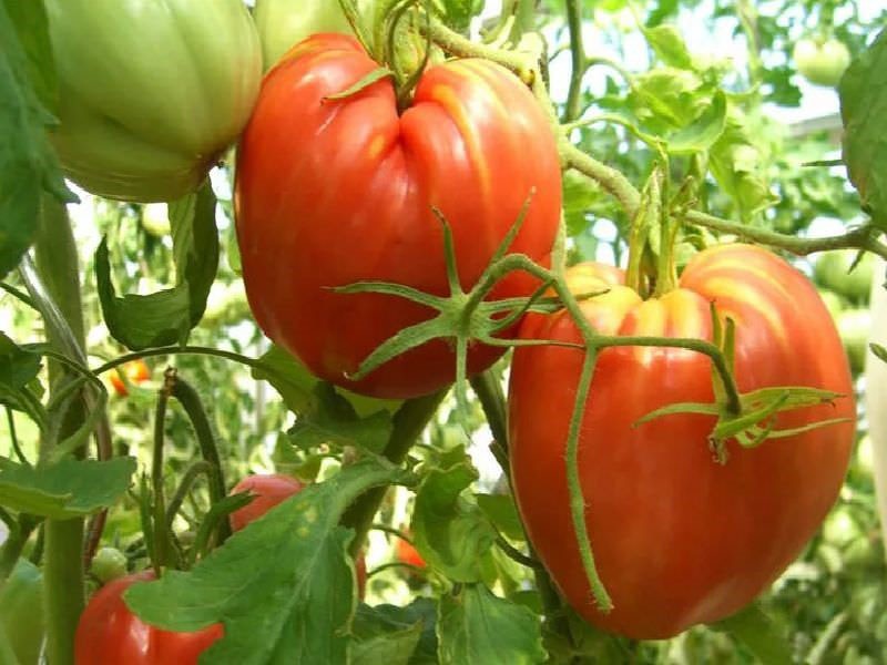 wachsende Tomaten Cardinal