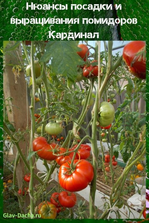 wachsende Tomaten Kardinal