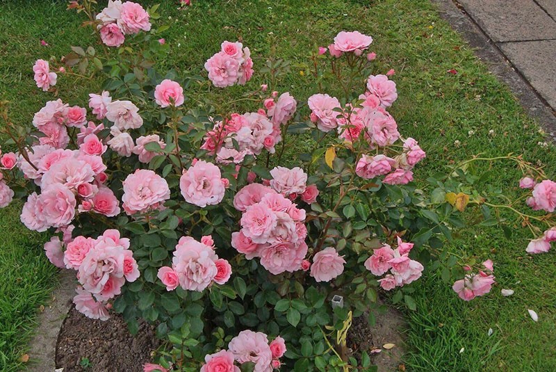 Bodendecker Rose Bonika 82