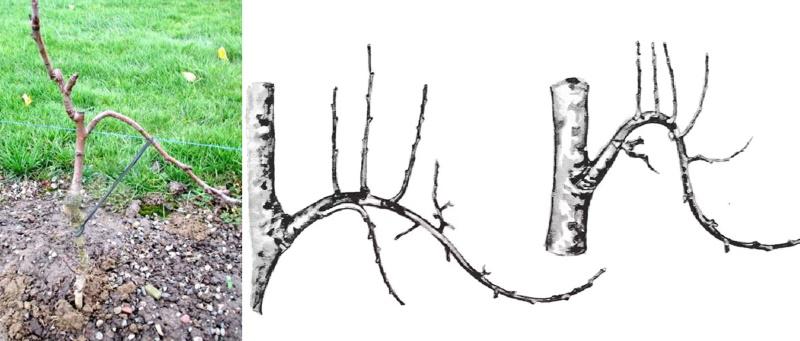 vývoj koruny po ohýbání větví