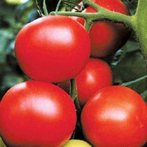 Odrůda rajčat Ural F1