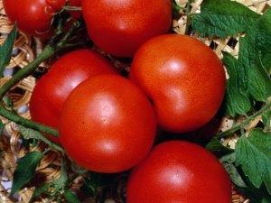 Na fotografii odrůda rajčat Nevsky