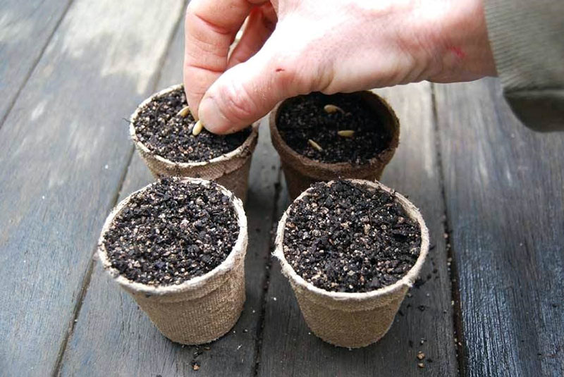 výsev okurek pro pěstování sazenic
