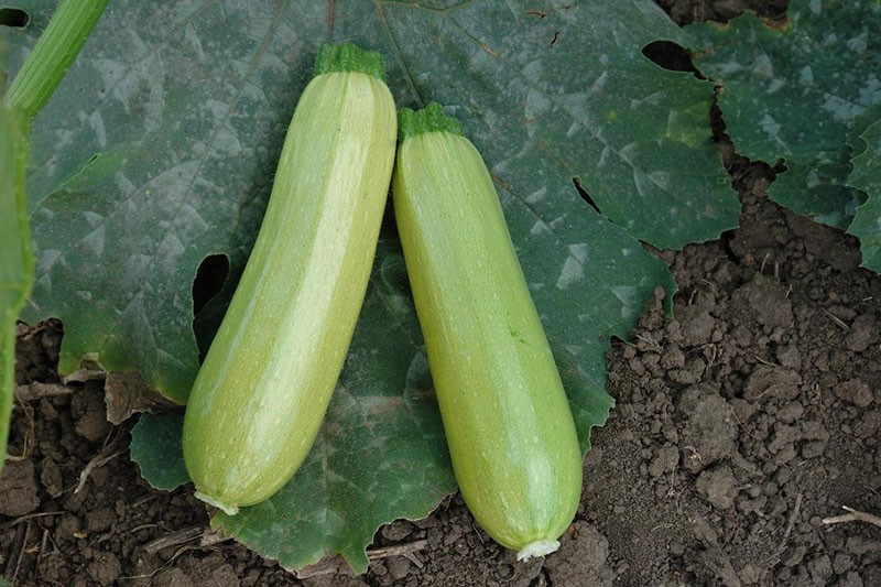 Zucchini-Ernte