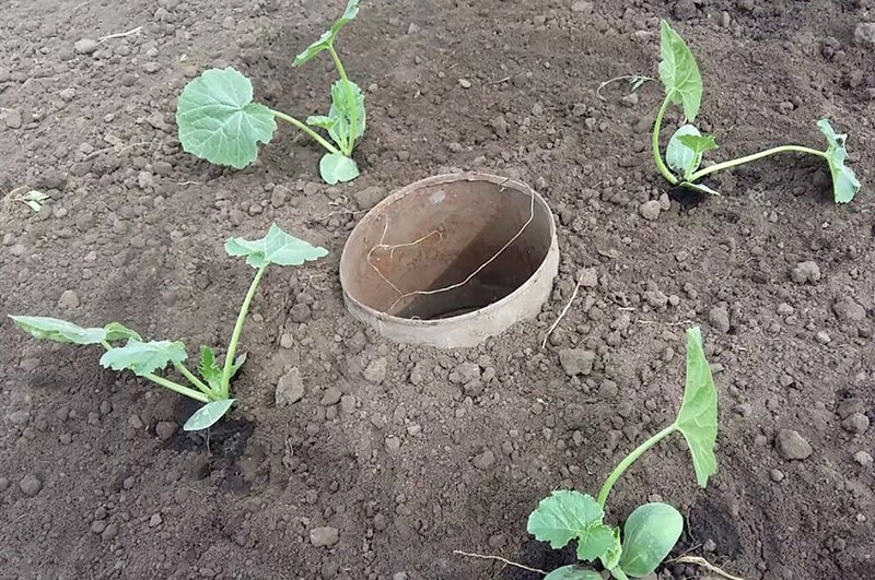 Zucchini auf freiem Feld anbauen