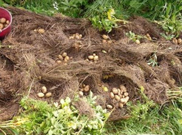 Sbírání brambor vysazených v trávě