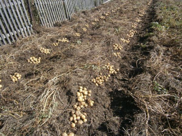 Sběr brambor bez kopání