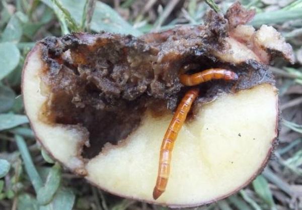 Škůdci ničí brambory