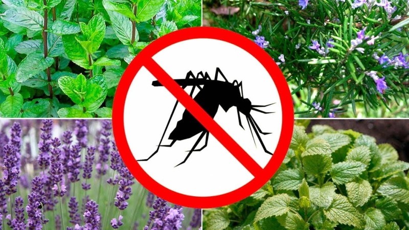 Mückenschutzpflanzen
