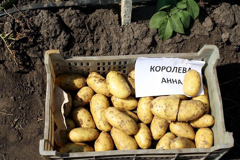 hybridní odrůdy brambor