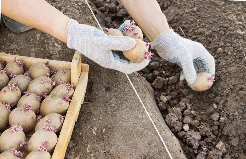 výsadba naklíčených brambor