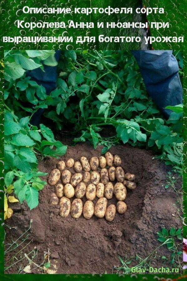 popis odrůdy brambor Koroleva Anna
