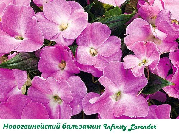 Infinity Lavendel Neuguinea Balsam