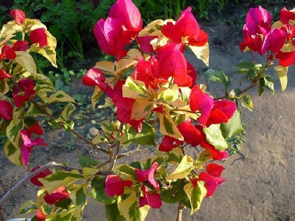 نبات الجهنمية الأحمر سان دييغو مع أوراق الشجر المتنوعة