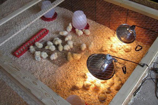 Pohodlné podmínky pro kuřata