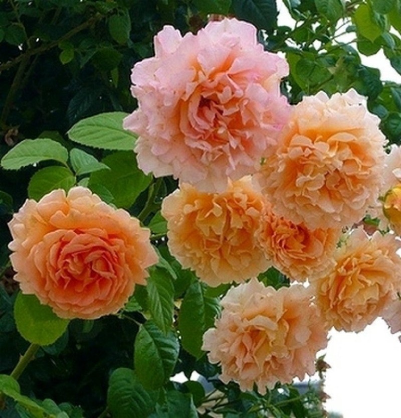 mandarine rosenstrauch