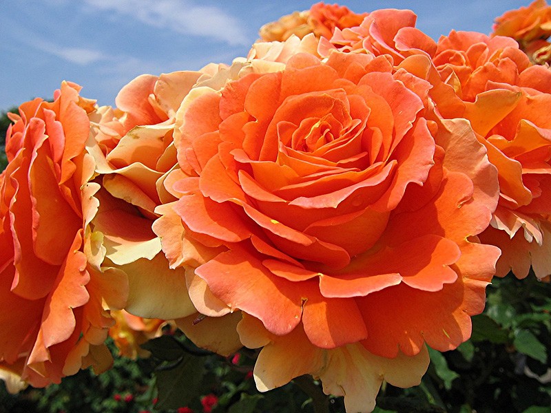 Rose Romantik Mandarine