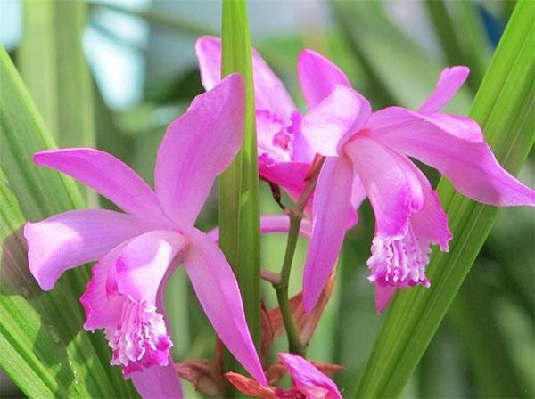 orchidej květ bletilla