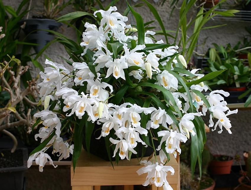 Cellogins Orchidee