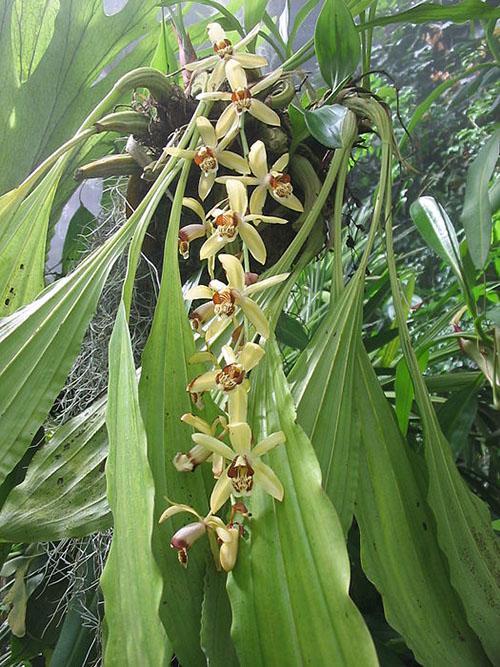 Orchideen-Celogin Massange