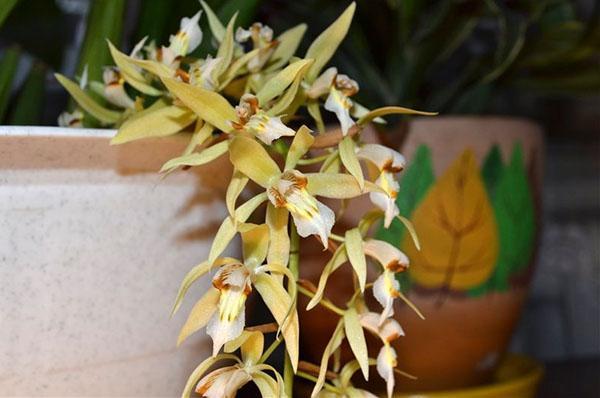 Cellogin Rohussens Orchidee
