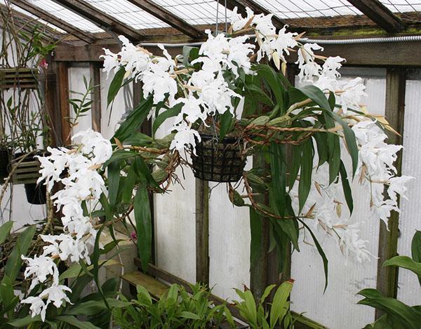 Orchideencellogin Christata