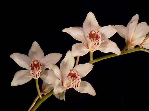 Cymbidium Orchidee auffällig