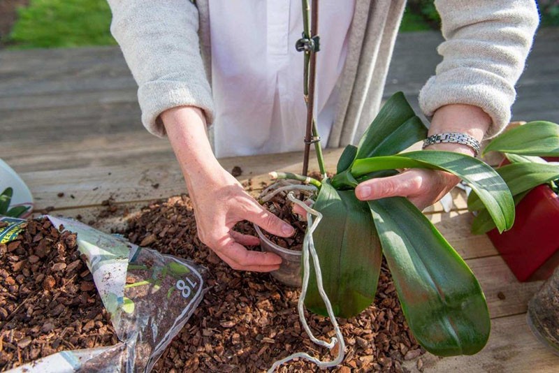 výsadba orchidejí oncidium do nové půdy