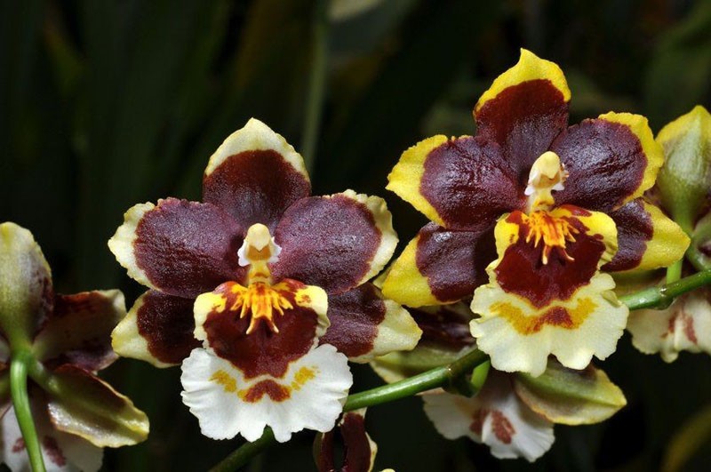 svěží kvetoucí orchidej oncidium