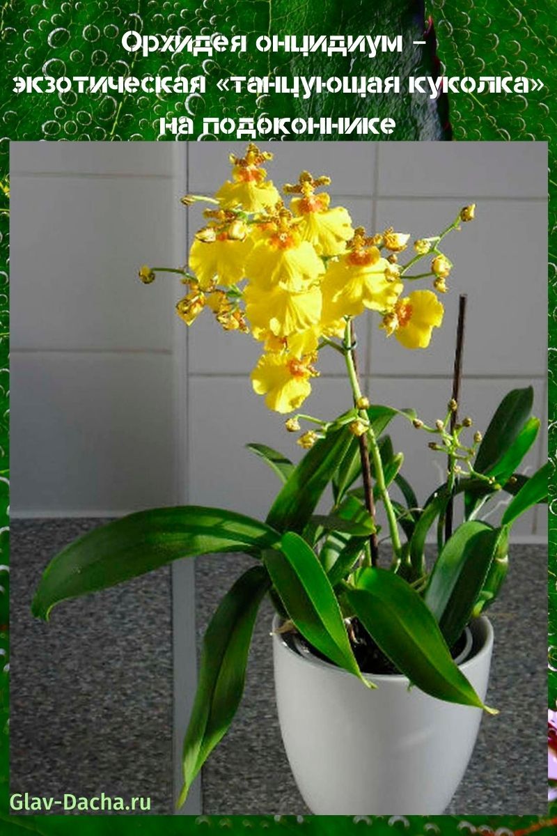 orchidej oncidium