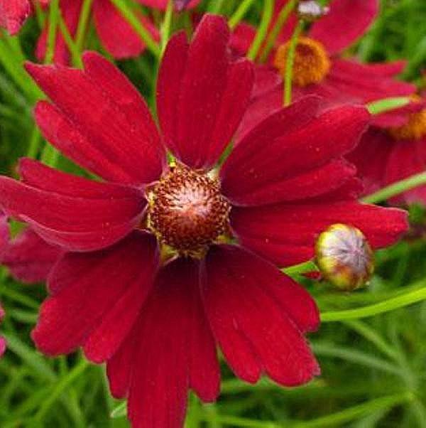 coreopsis verticulate Ruby Red
