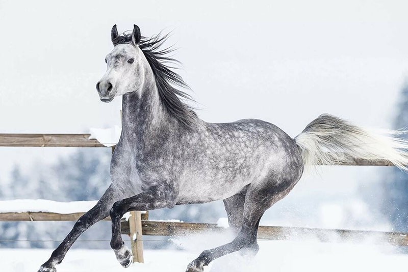 echtes Erbe der russischen Pferdezucht