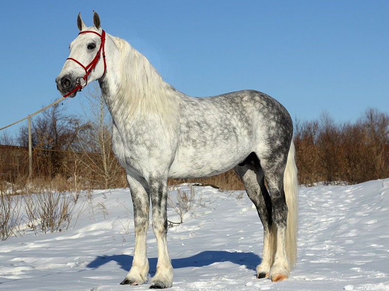 Orlovský kůň