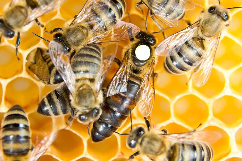 نميز ملكة النحل عن النحل العادي