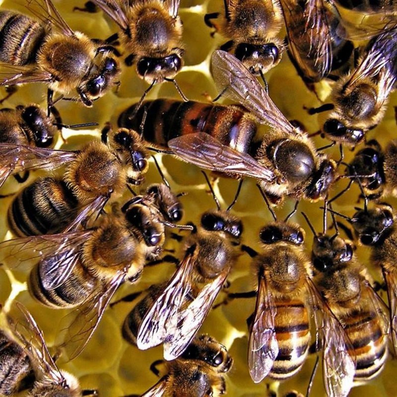 Oberhaupt der Bienenfamilie