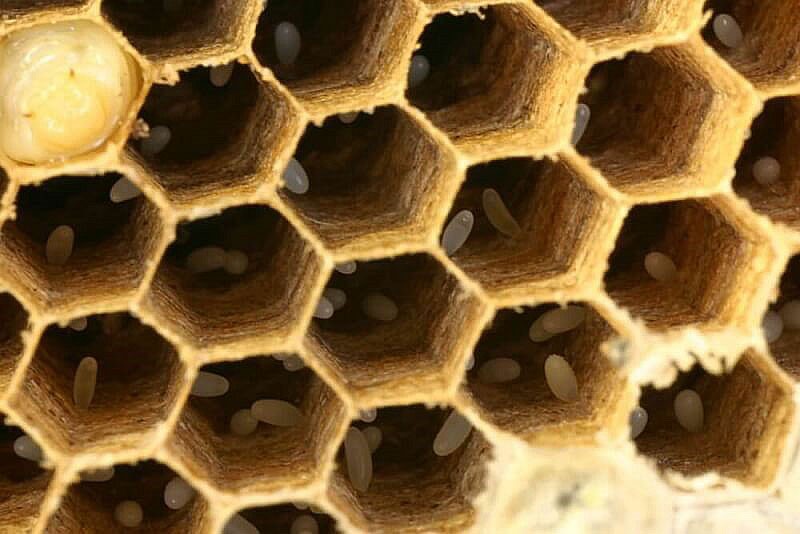 Fortpflanzungsfunktion der Bienenkönigin