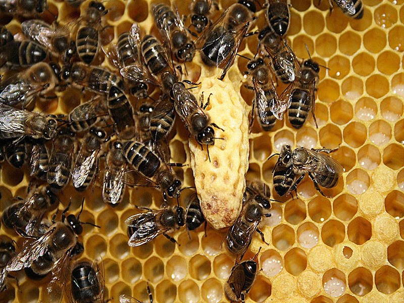 Bienenschwarm Union
