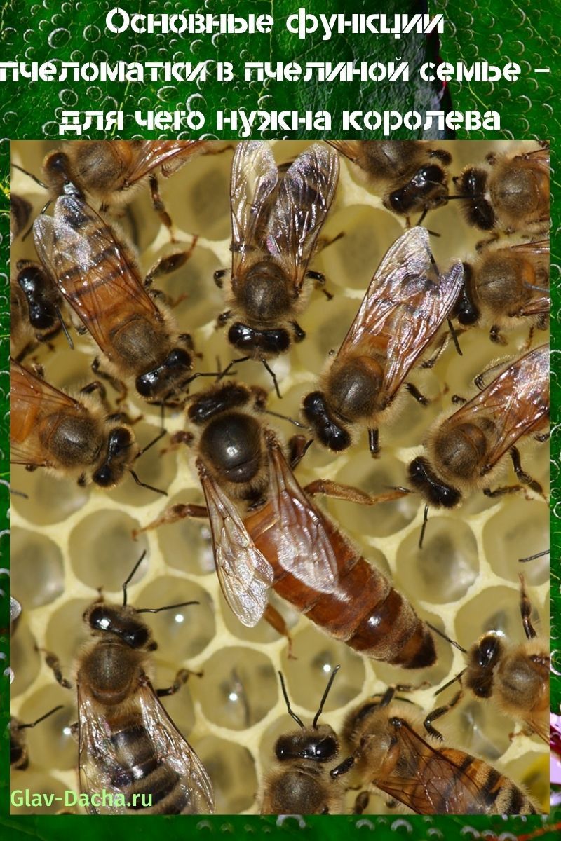 včela ve včelí rodině