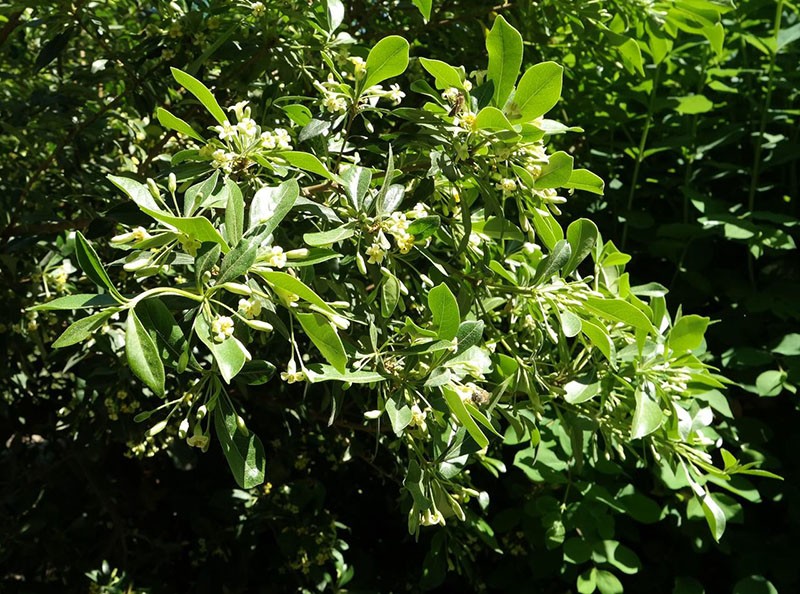 Pittosporum varifolia