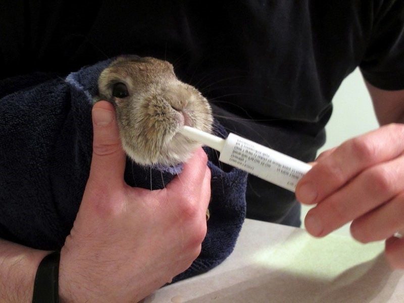 ošetření králíka