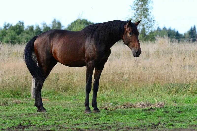 tmavý kaštanový kůň s černou hřívou