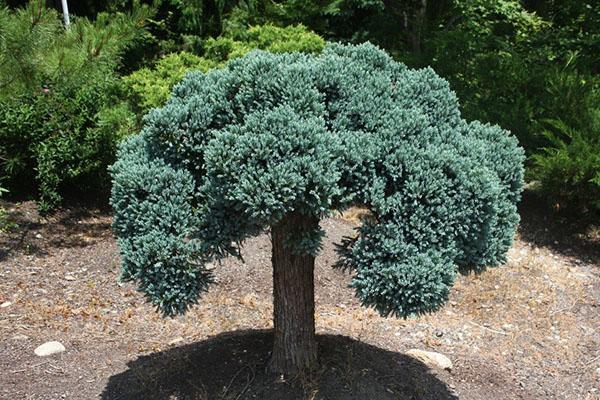 Punschform Juniperus squamata Blue Star Standard