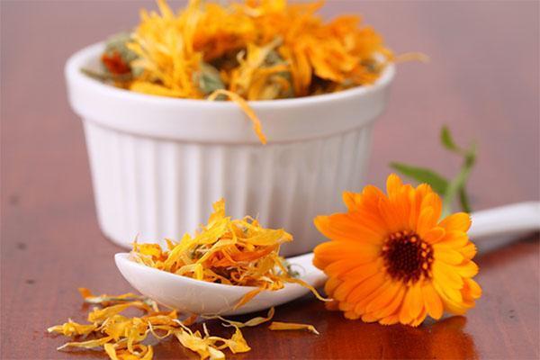 frische und trockene Ringelblume zur Herstellung von Tinktur oder Tee