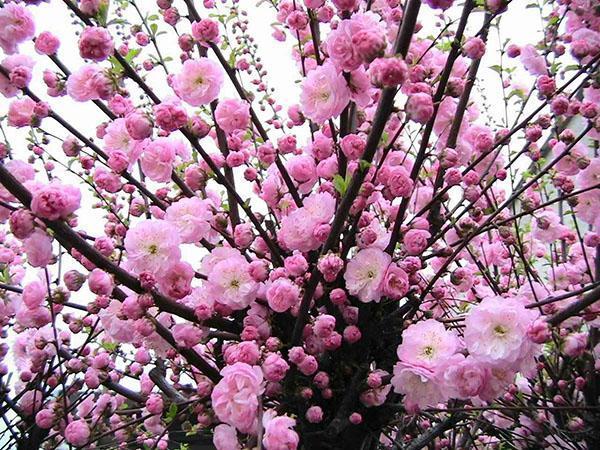أزهار البرقوق اليابانية