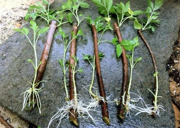 ostružinové řízky s kořeny